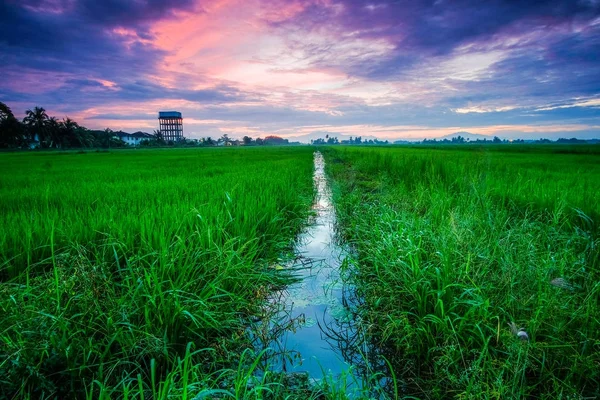 Vacker Utsikt Över Ris Risfält Sunrise Malaysia Naturen Sammansättning Mjukt — Stockfoto