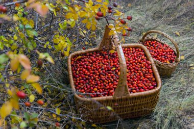 Briars sepet içinde üstten görünüm solmuş çim zemin üzerine