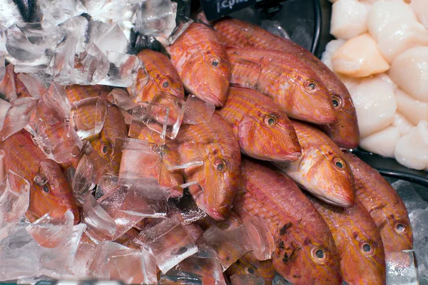 Seafood Market Different Kinds Fresh Seafood — Stock Photo, Image