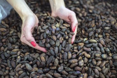 Çekilmiş kakao çekirdekleri kadın elinde Görünümü Kapat