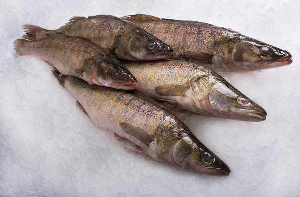 Вид Свежей Рыбы Чипсы Льдом — стоковое фото