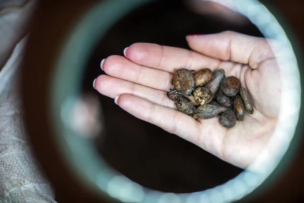 Vue Rapprochée Des Fèves Cacao Moulues Entre Les Mains Des — Photo