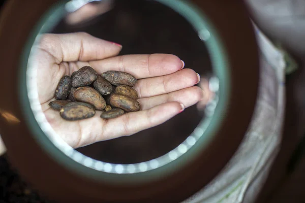 Vista Vicino Dei Chicchi Cacao Macinati Nelle Mani Femminili — Foto Stock