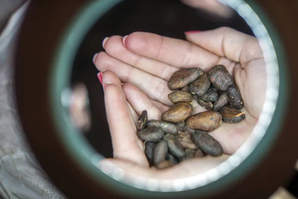 Zamknij Widok Ziemi Ziarna Kakaowego Rękach Kobiet — Zdjęcie stockowe