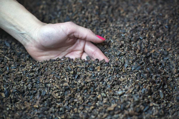 Vista Cercana Granos Cacao Molidos Manos Femeninas —  Fotos de Stock