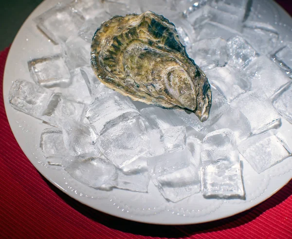 Close View Fresh Oyster Served Ice — Stock Photo, Image