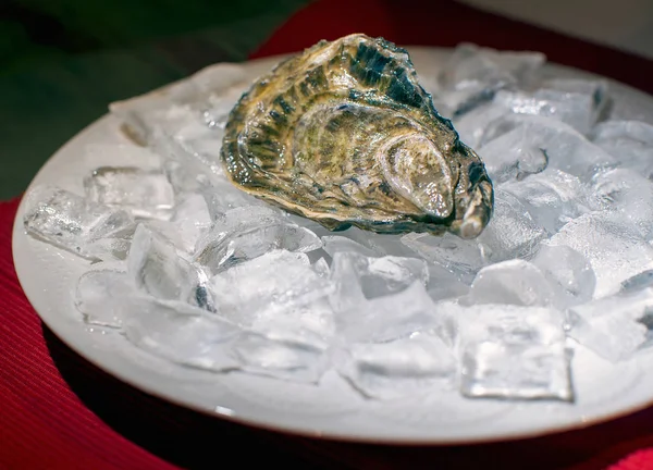 Close View Fresh Oyster Served Ice — Stock Photo, Image