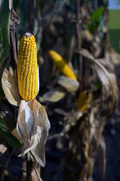 View Autumn Harvest Hybrid Corn — Stock Photo, Image