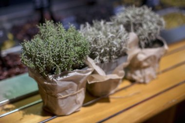 Mağaza kapalı Eflatun Saksılı bitki