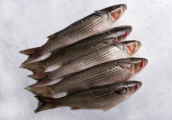 Carcasses Truites Fraîches Sur Glace — Photo