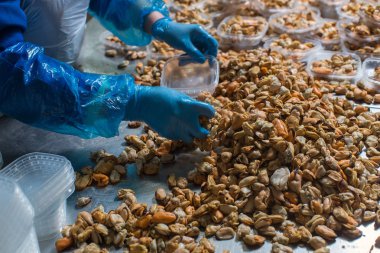 Midye işlem balık fabrikasında paketleme