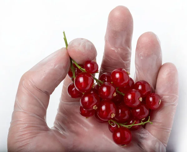 Färska Mogna Röda Vinbär Hand Isolerad Vit Bakgrund — Stockfoto