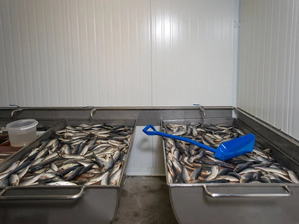 Salted Fish Herring Fish Factory — Stock Photo, Image