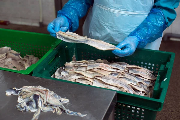 Processing Fish Factory Removing Skin Herring — Stock Photo, Image