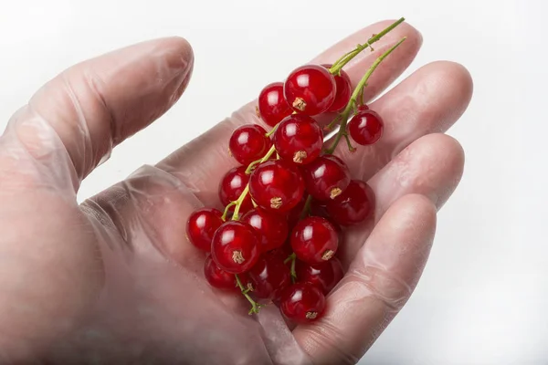 Frische Reife Rote Johannisbeeren Der Hand Isoliert Auf Weißem Hintergrund — Stockfoto