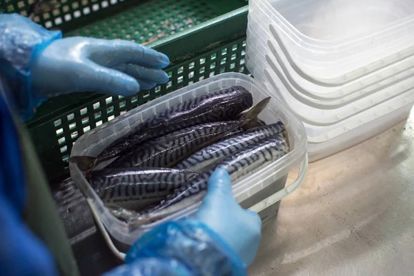 packing mackerel fish in a box at fish factory