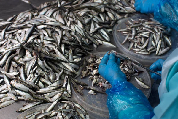 close-up view of fish processing in the factory