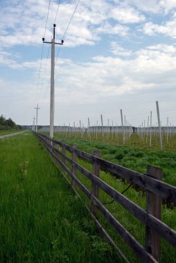 hazır genç bahçe, çiftçilik, Ukrayna
