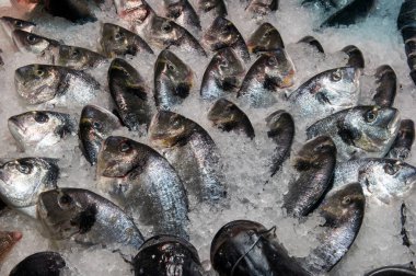 Buzda taze deniz Dorado, yiyecek pazarı, Ukrayna