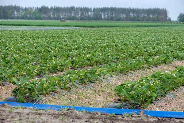 Campo de cultivo de fresa joven, Ucrania . —  Fotos de Stock