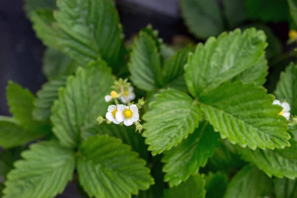 Jonge aardbei boerderij veld, Oekraïne. — Stockfoto