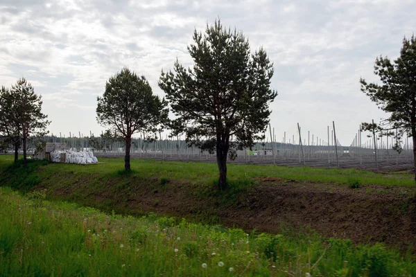 Landschap ontwerp, kant-en-klare jonge tuin, landbouw, Oekraïne — Stockfoto