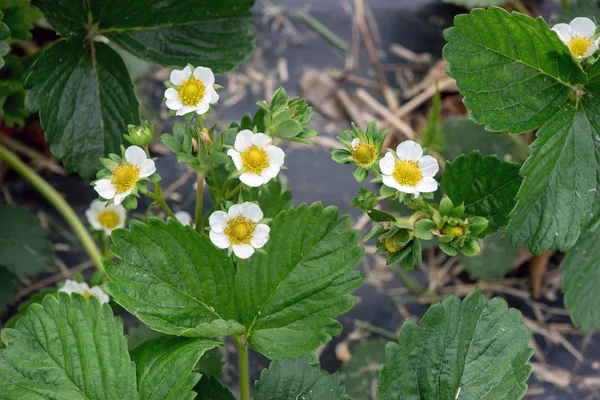 Jonge aardbei boerderij veld, Oekraïne. — Stockfoto