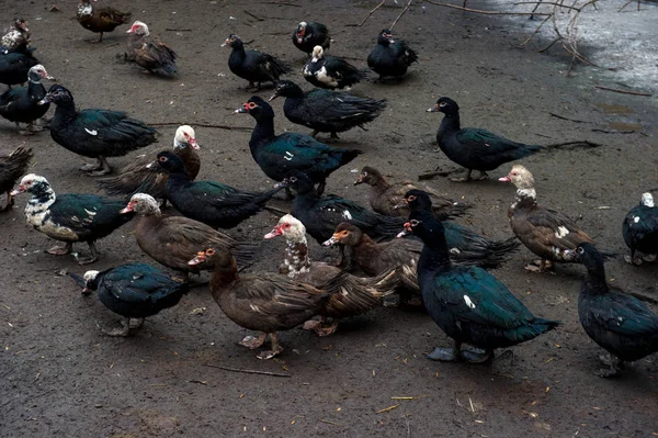 free grazing of poultry - ducks and geese of a farm in Ukraine