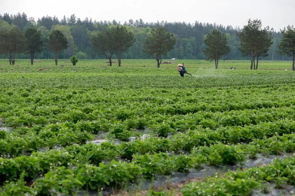 Αγρότης κάνει λίπασμα στο χωράφι με φράουλες, άγρια str — Φωτογραφία Αρχείου