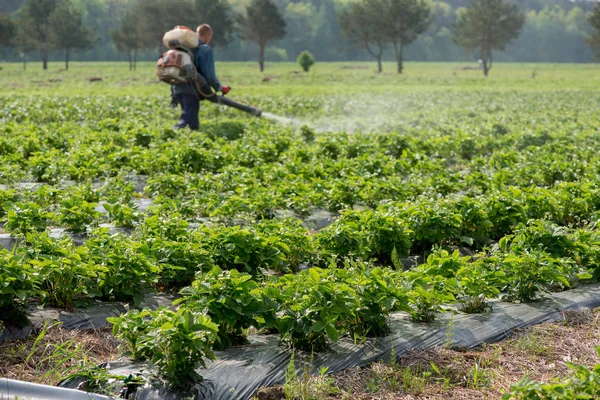 Bemesting van aardbeienvelden door een werkende landbouwer — Stockfoto