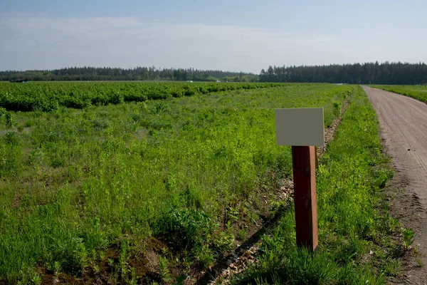 Geïrrigeerde bessen velden, landbouw in Oekraïne — Stockfoto