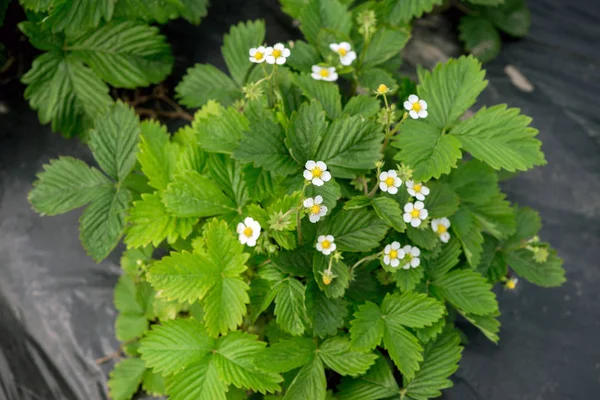 Jonge aardbei boerderij veld, Oekraïne. — Stockfoto