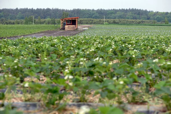 Muda strawberry ladang pertanian, Ukraina . — Stok Foto