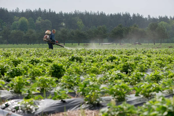 Unga jordgubbar gård fält, Ukraina. — Stockfoto