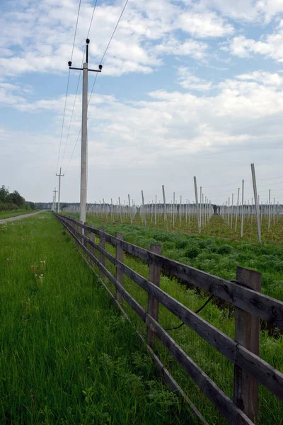 Готовый молодой сад, фермерство, Украина — стоковое фото
