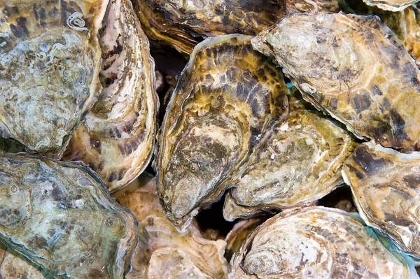 Verse oester op ijs — Stockfoto