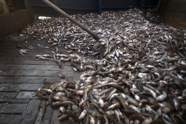 Ukraine, Sea of Azov, industrial fishing, Azov goby — Stock Photo, Image