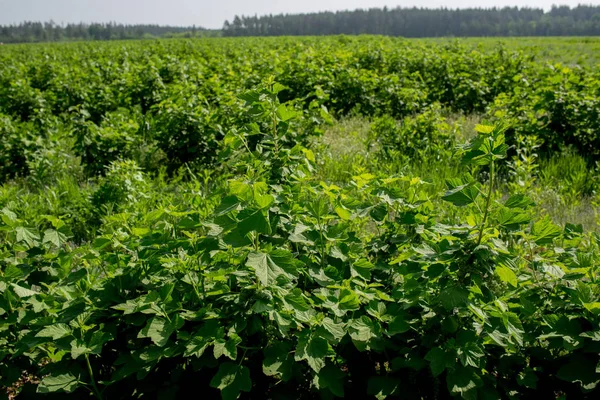 Pola porzeczek nawadnianych, rolnictwo na Ukrainie — Zdjęcie stockowe