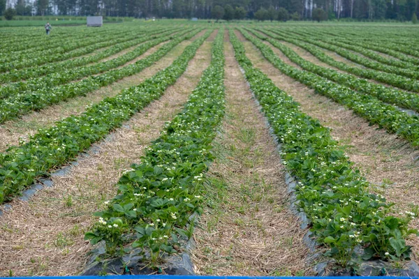 Jonge aardbei boerderij veld, Oekraïne. — Stockfoto