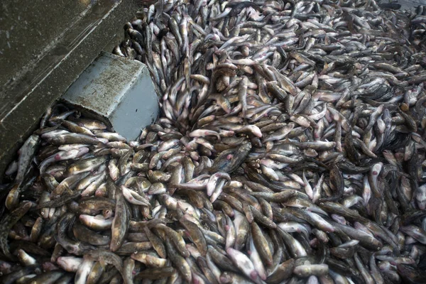 Ukraine, Sea of Azov, industrial fishing, Azov goby — Stock Photo, Image