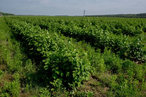 Campos de grosellas regadas, la agricultura en Ucrania —  Fotos de Stock