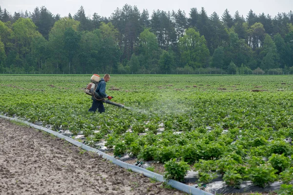 17 mei 2019, Oekraïne, Kiev regio, bemesten op een aardbei — Stockfoto