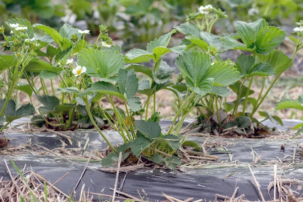 Jonge aardbei boerderij veld, Oekraïne. — Stockfoto