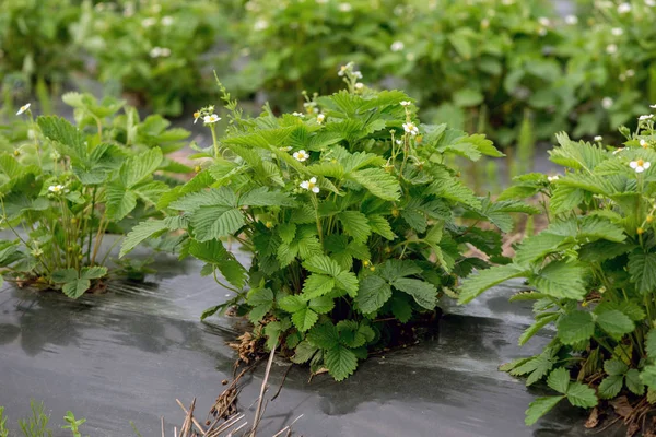 Jonge aardbei boerderij veld, Oekraïne. — Stockfoto