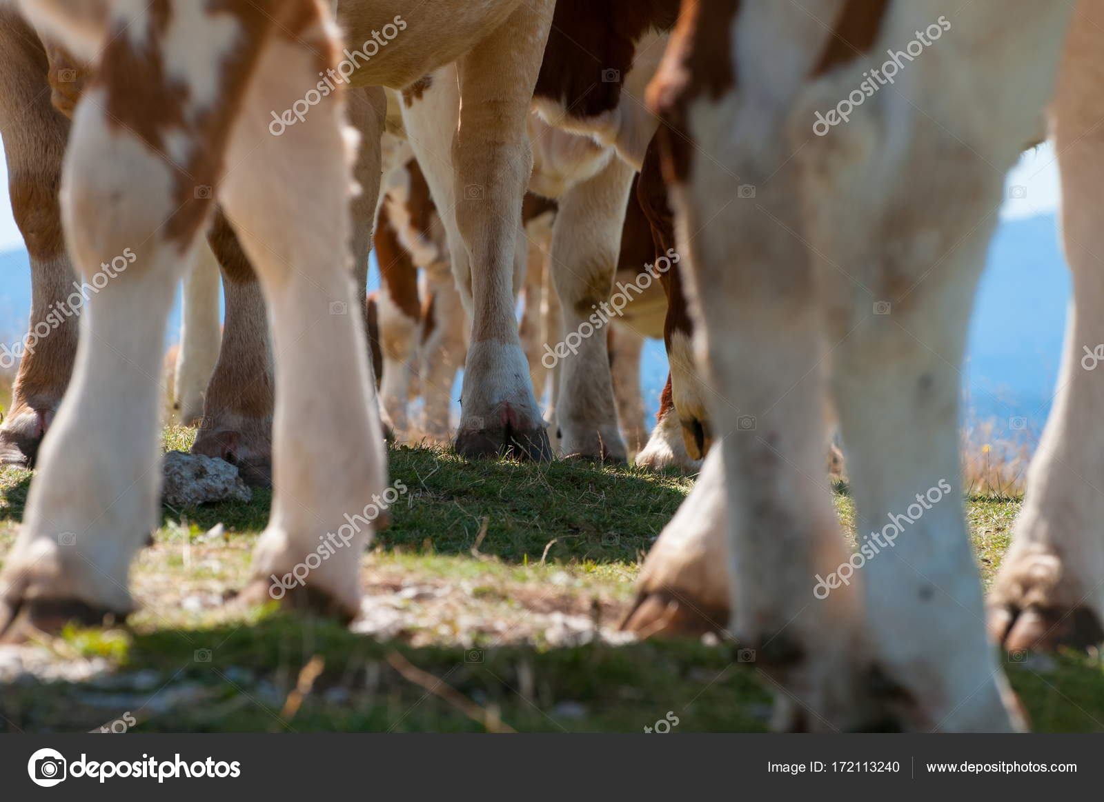 Pezuñas de vaca fotos de stock, imágenes de Pezuñas de vaca sin royalties | Depositphotos Pezuñas de vaca fotos de stock, imágenes de Pezuñas de vaca sin royalties | Depositphotos