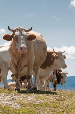 bir tepenin üzerinde