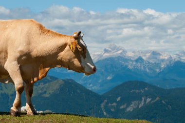 Bir görünümü ile inek