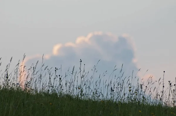 Spätabendliche Wiese — Stockfoto