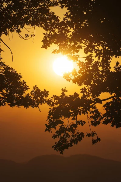 Untergehende Sonne Orangen Himmel Mit Der Silhouette Von Eichenblättern Vordergrund — Stockfoto