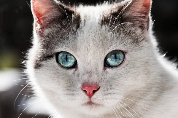 Staring cat with blueish eyes — Stock Photo, Image